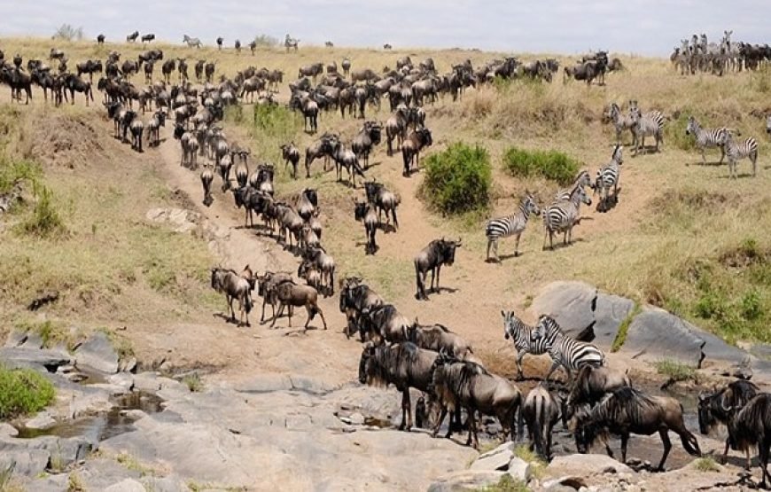 4 Days / 3 Nights Lake Nakuru & Maasai Mara Safari from Nairobi
