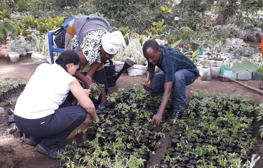 Volunteer in Environment Conservation, Likoni,South Coast – Starting 2 Wks