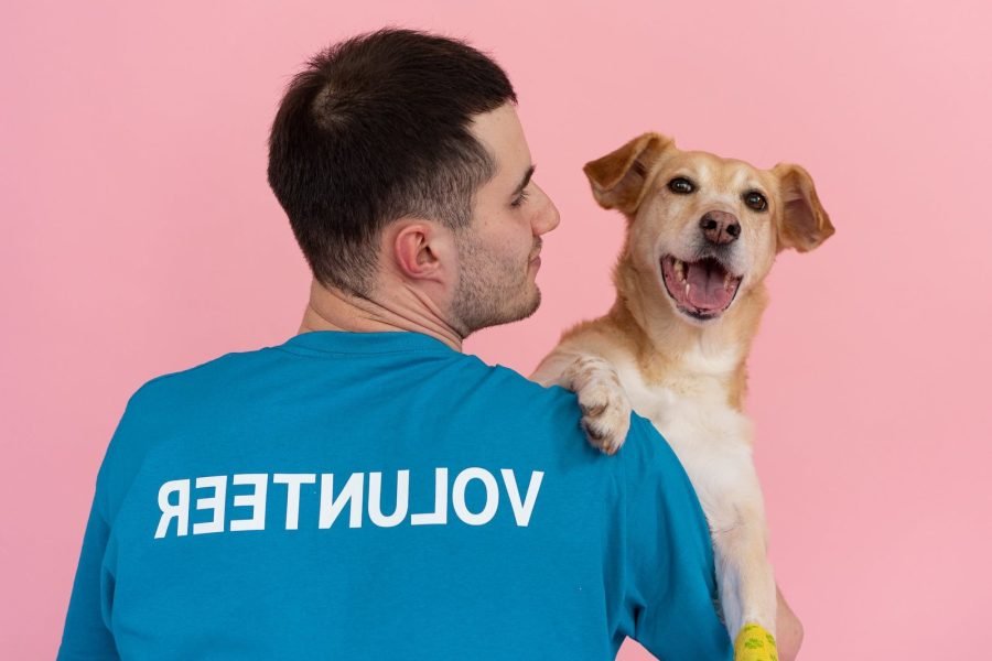 Volunteer as a Vet in Nairobi – Starting 2 Wks