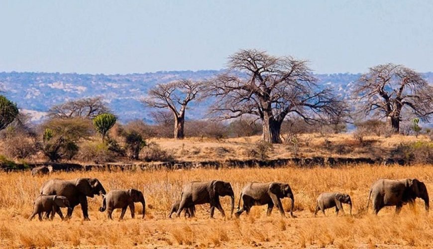 How to Make the best out of an African Safari