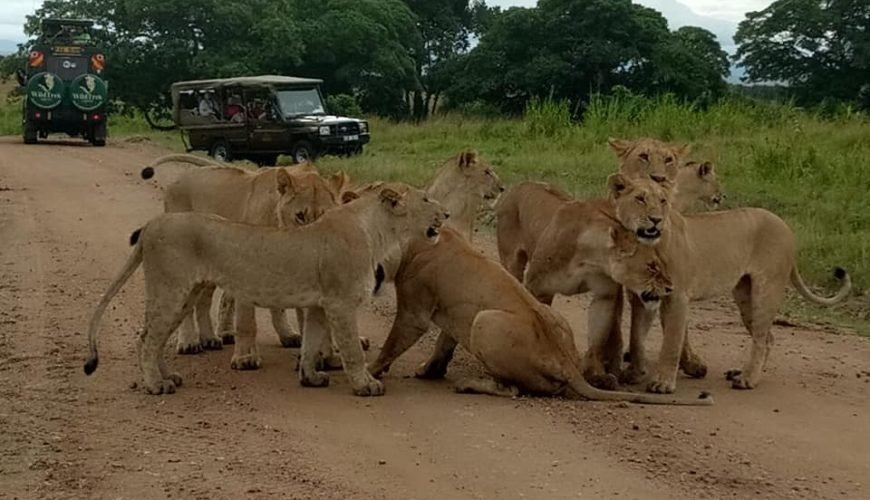 What to Pack for an African Safari