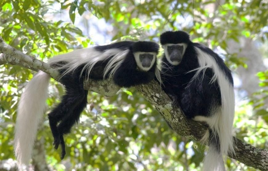 Volunteering in Colobus Monkeys Conservation, Diani – Starting 1 Month