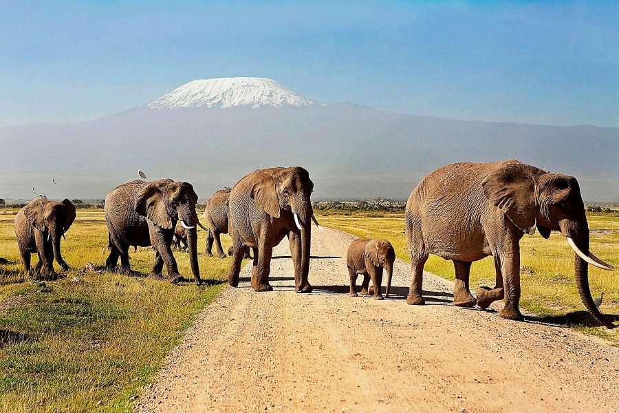 3 Days / 2 Nights Amboseli Safari from Nairobi
