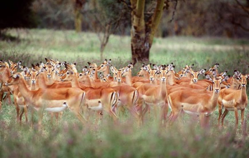 LOCAL SCHOOL / CHURCH BUILDING MISSIONARY SAFARI 9 DAYS/8 NIGHTS