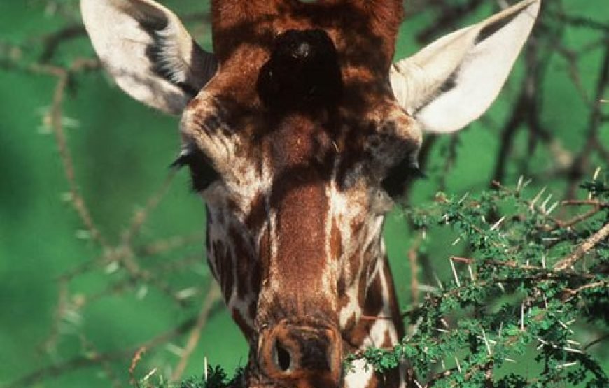 3 Days / 2 Nights Samburu Reserve Safari