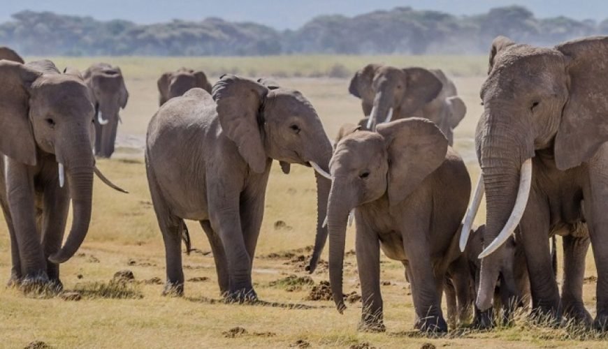 Elephants in a National Park in Kenya