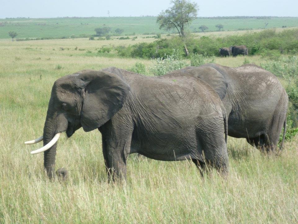 Day 3: Maasai Culture and Wildlife