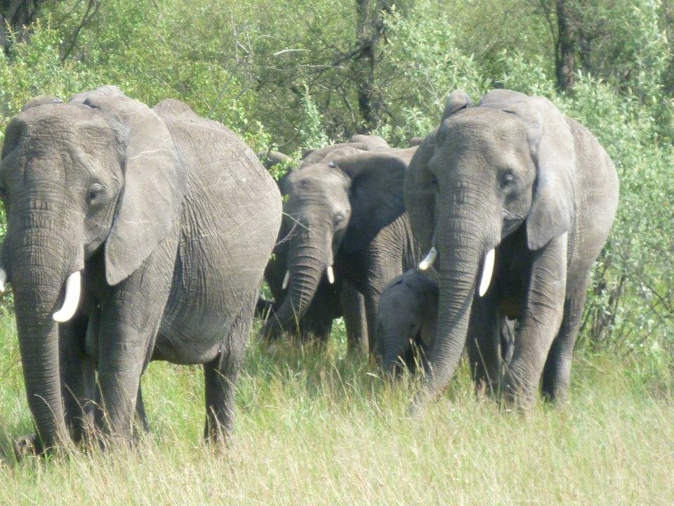 Majestic African elephant roaming in Maasai Mara National Reserve, Kenya