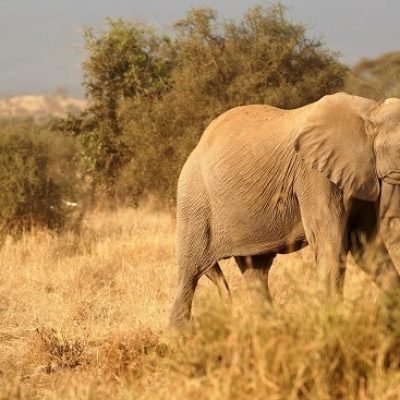 Kenya Safaris