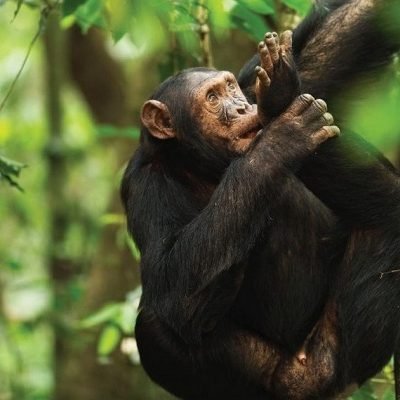 Uganda Safaris