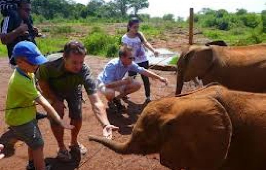 The David Sheldrick Elephant Orphanage Tour