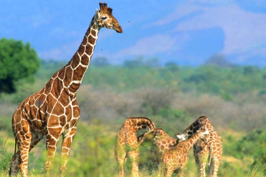 4 Days / 3 Nights Meru Park Safari from Nairobi