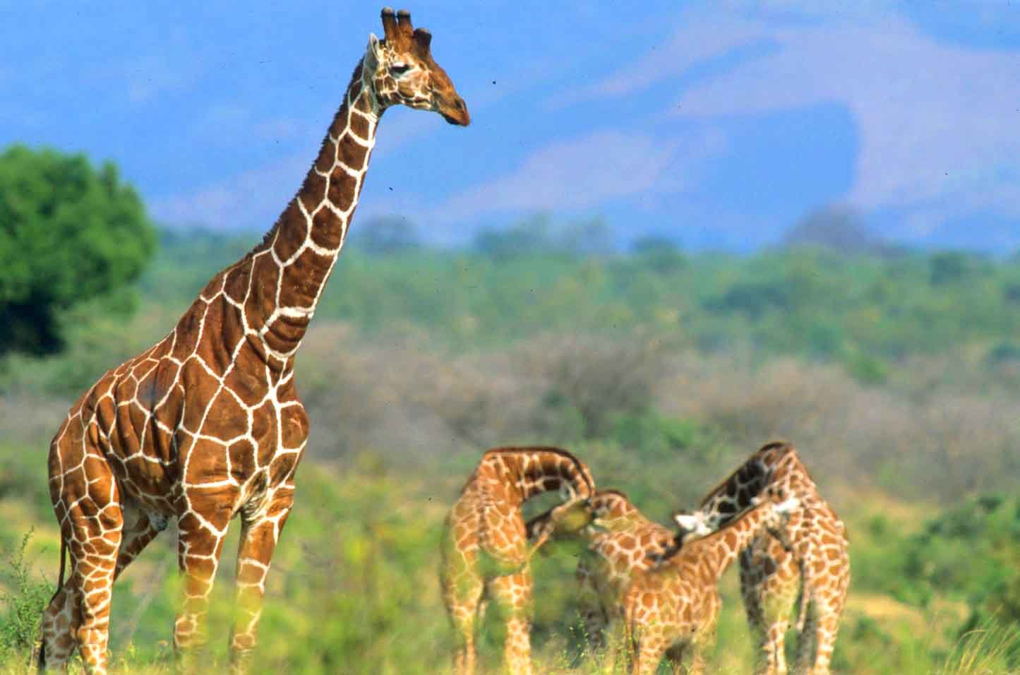 Day 1: Nairobi to Meru National Park - Beginning Your Safari Adventure