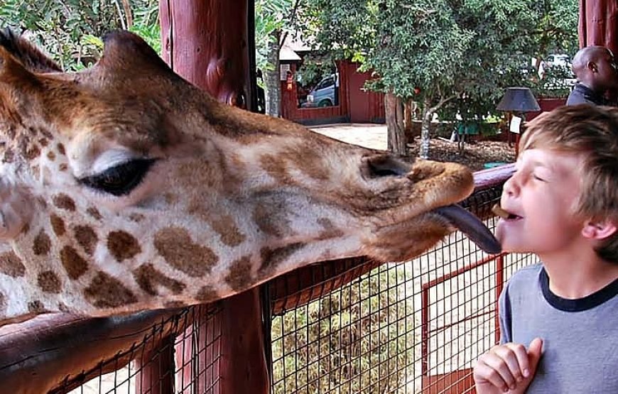 Giraffe Centre Tour in Nairobi – Half Day Tour