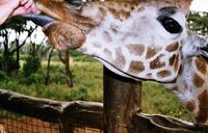 Nairobi Giraffe Centre and Karen Blixen Museum Safari – Half Day