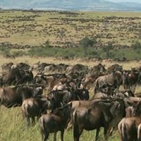 Wildebeests Migration in Maasai Mara