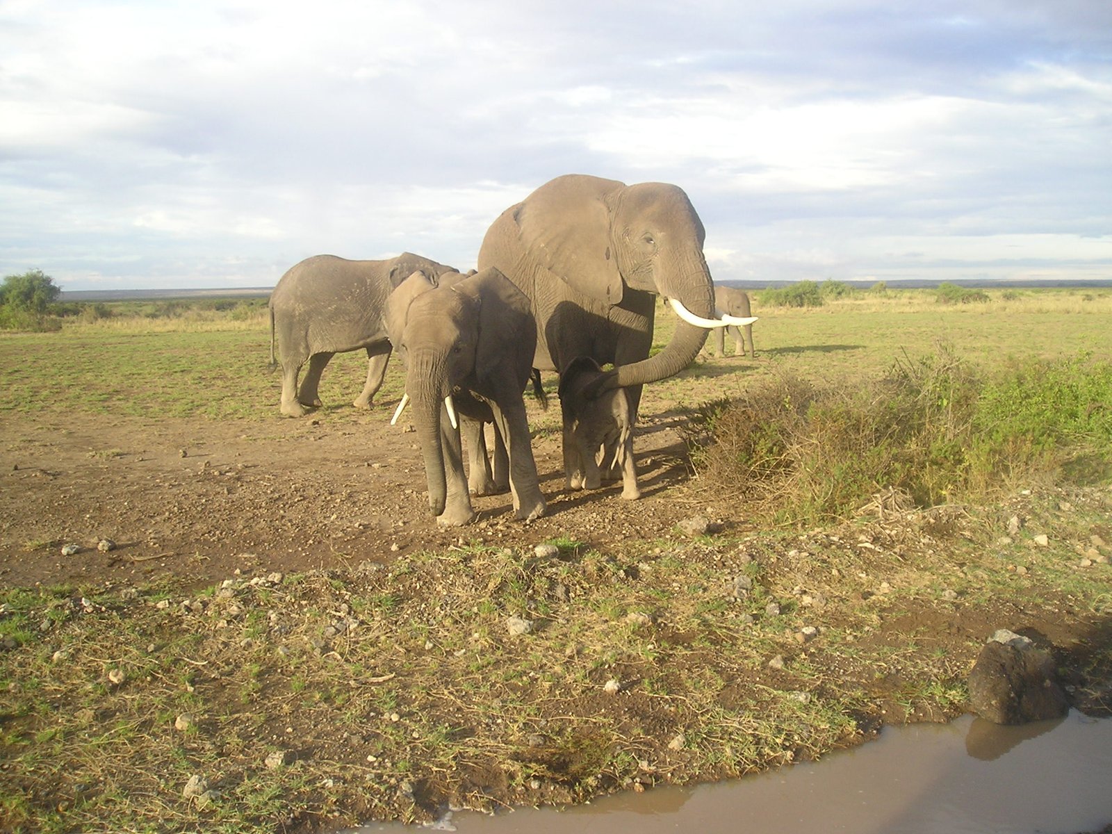Day 3: Full day in Amboseli Game Reserve