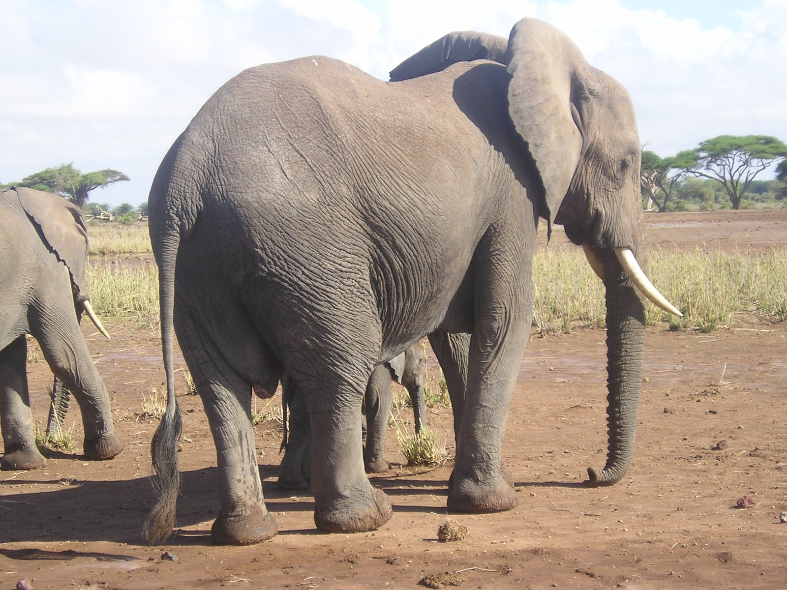 Day 7: Maasai Mara Game Reserve