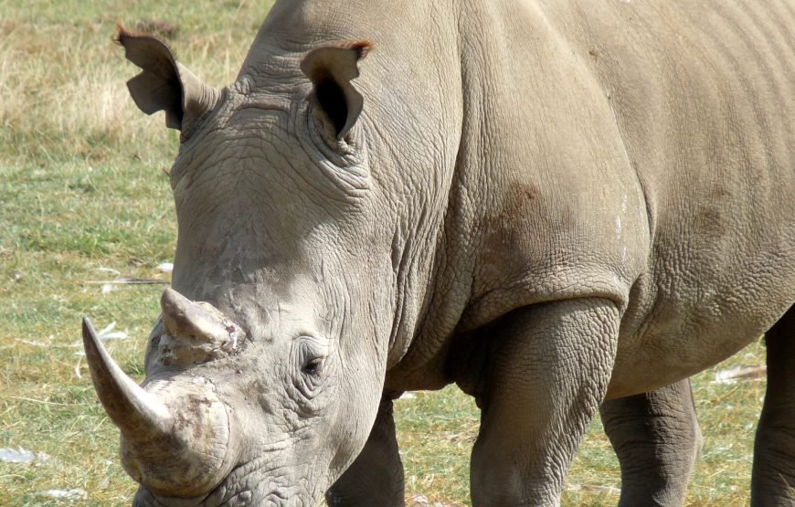 10 Days Kenya Highlights Wildlife Safari