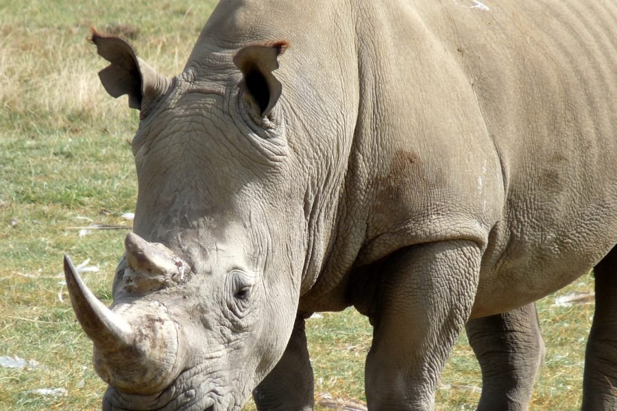 5 Days / 4 Nights Safari to Aberdare, Nakuru, and Samburu from Nairobi