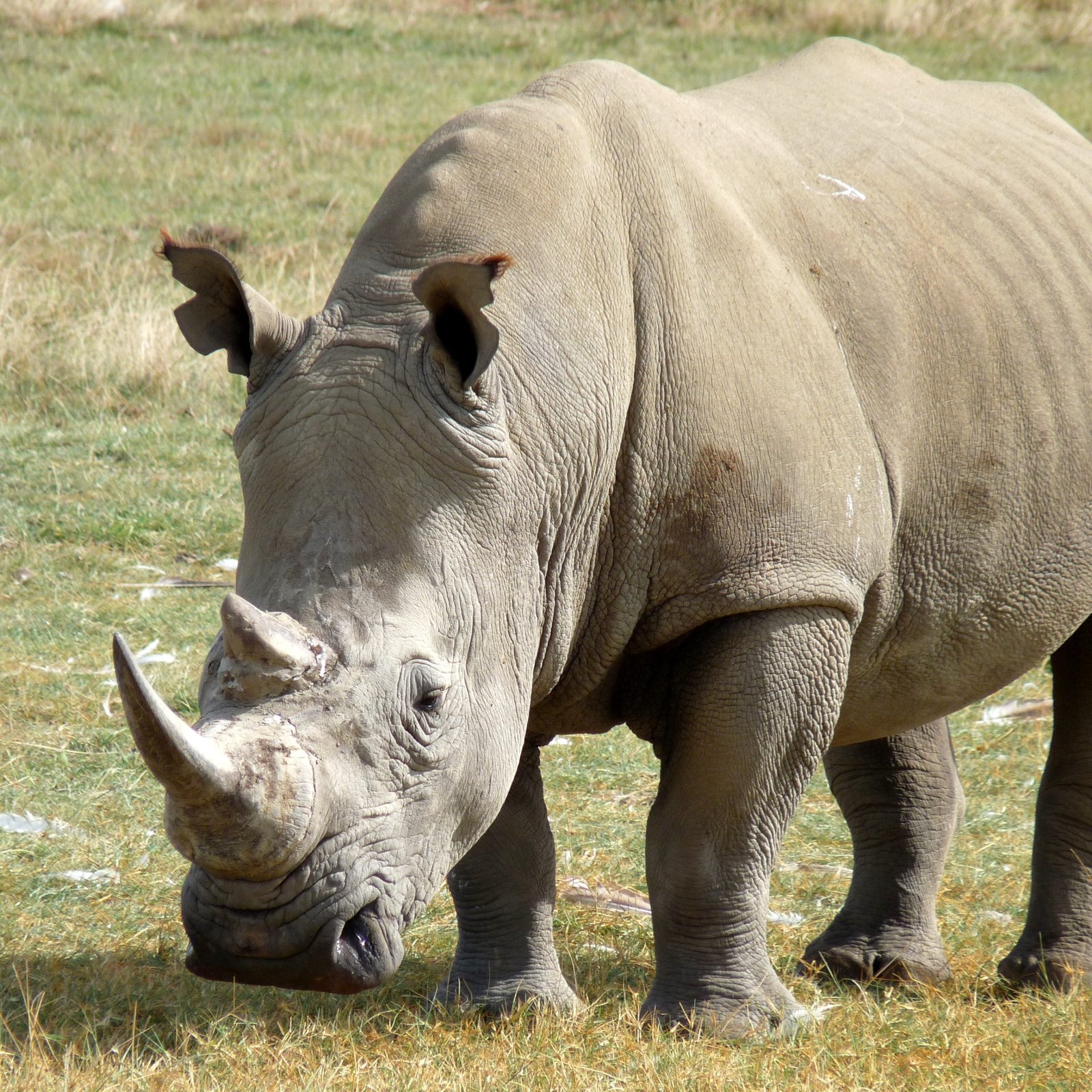 Day 6: Full Day in Maasai Mara Game Reserve