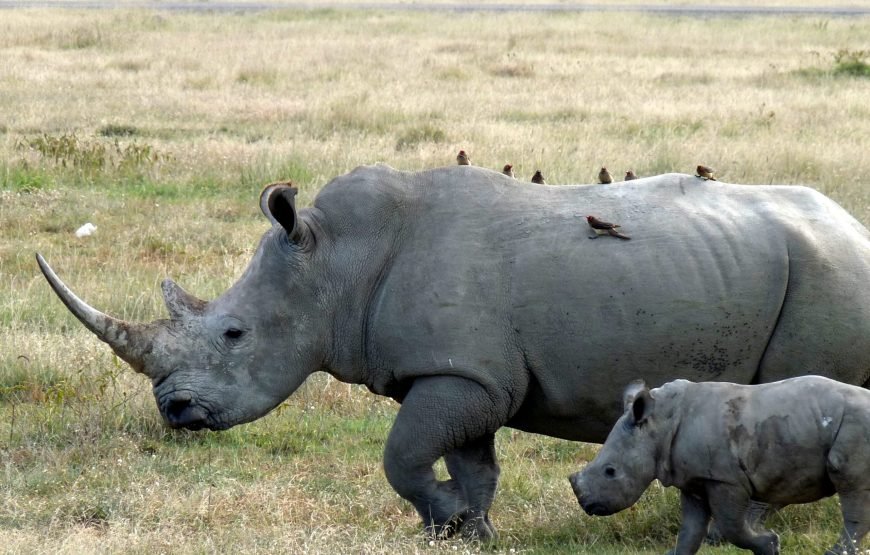 4 Days / 3 Nights Lake Nakuru & Maasai Mara Safari from Nairobi
