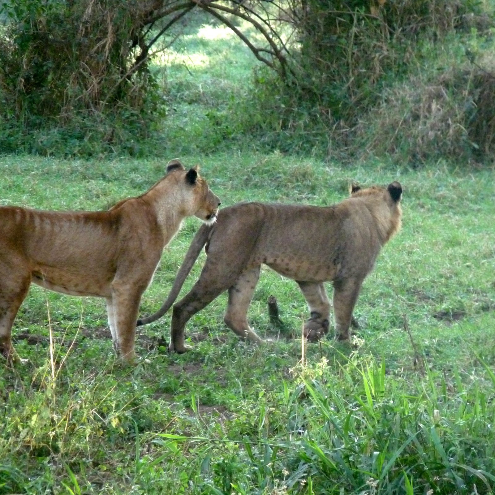 Day 5: Masai Mara - Heart of Kenyan Wildlife