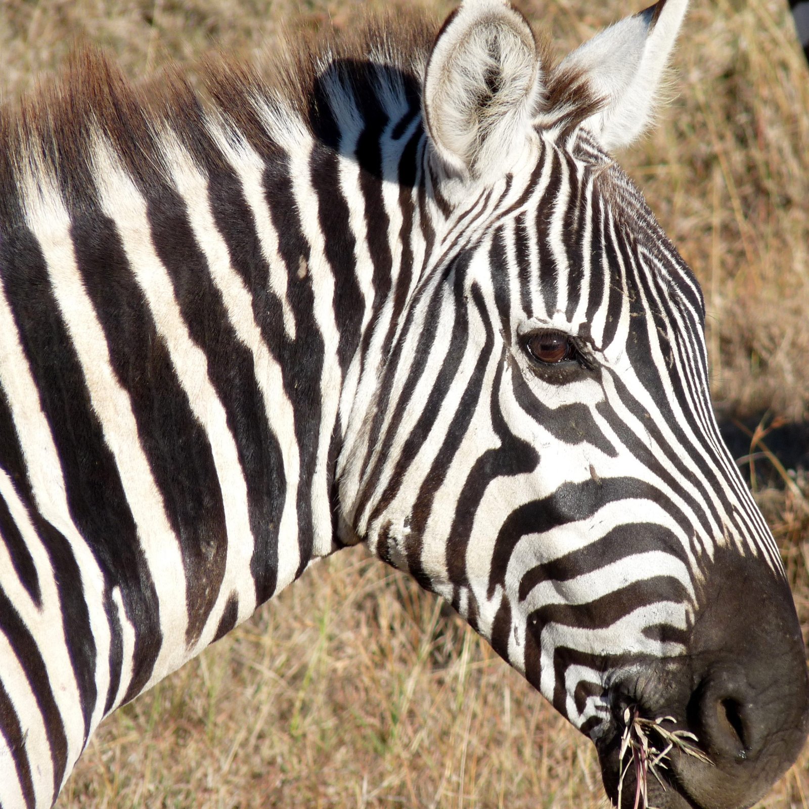 Day 8: Exploring Tsavo East National Park