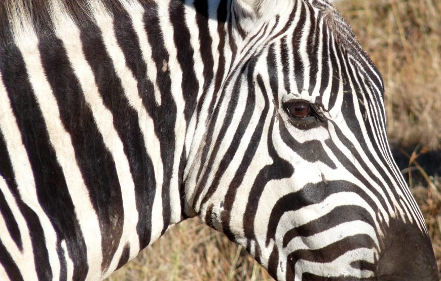 8 Days / 7 Nights Kenyan Orphans Support Missionary / Charity Safari
