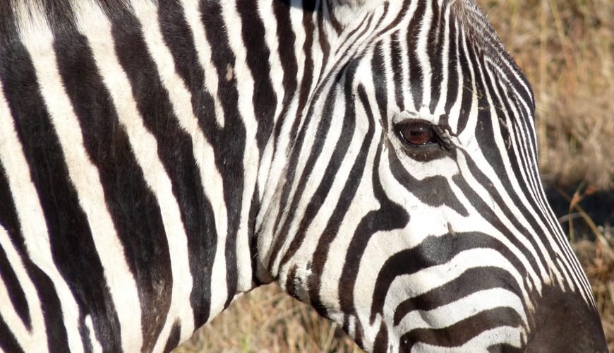 Close-up of zebra's striking black and white stripes in golden Kenyan savanna light