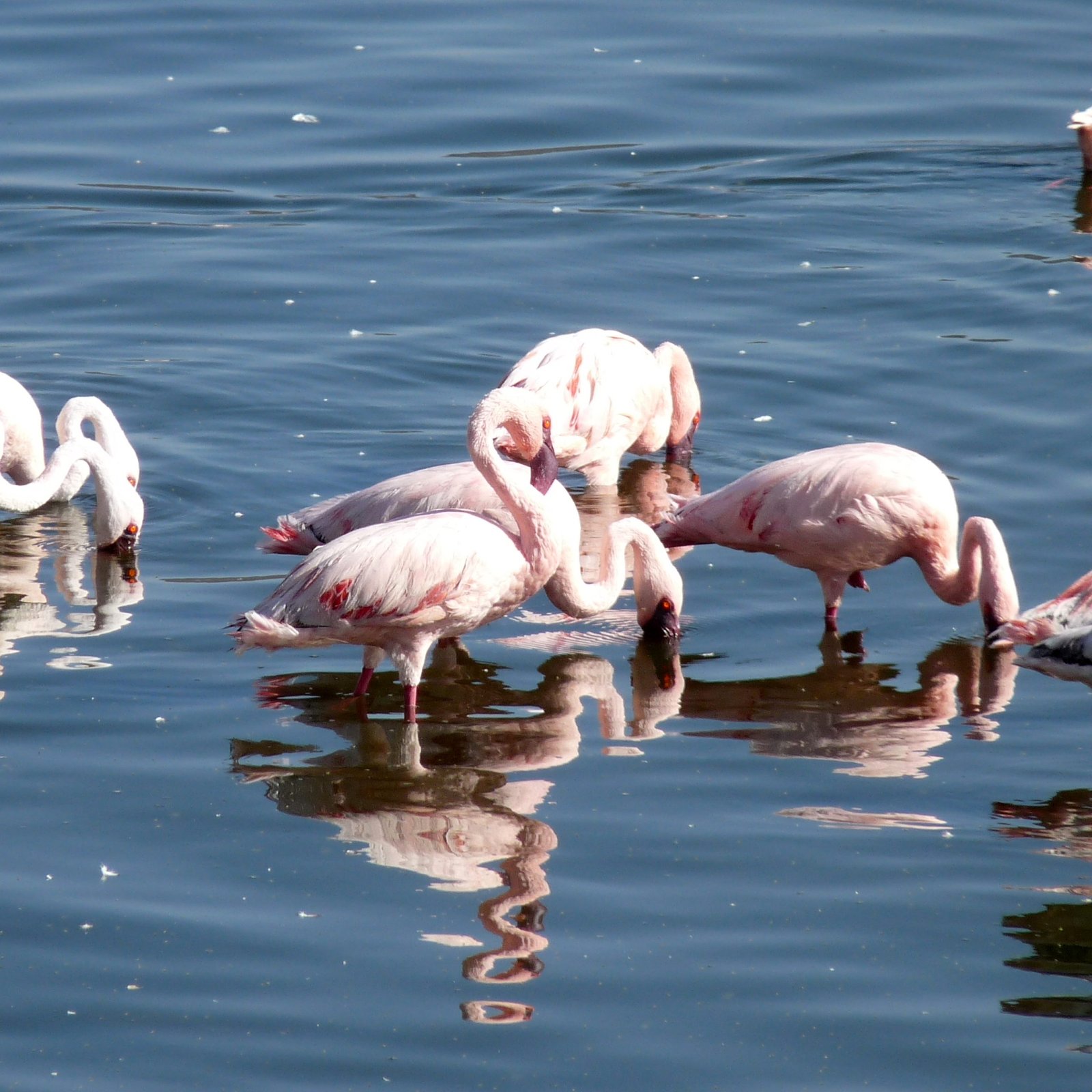 Day 7: Lake Nakuru National Park