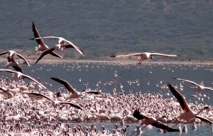 3 Days / 2 Nights Lake Naivasha and Lake Nakuru Safari