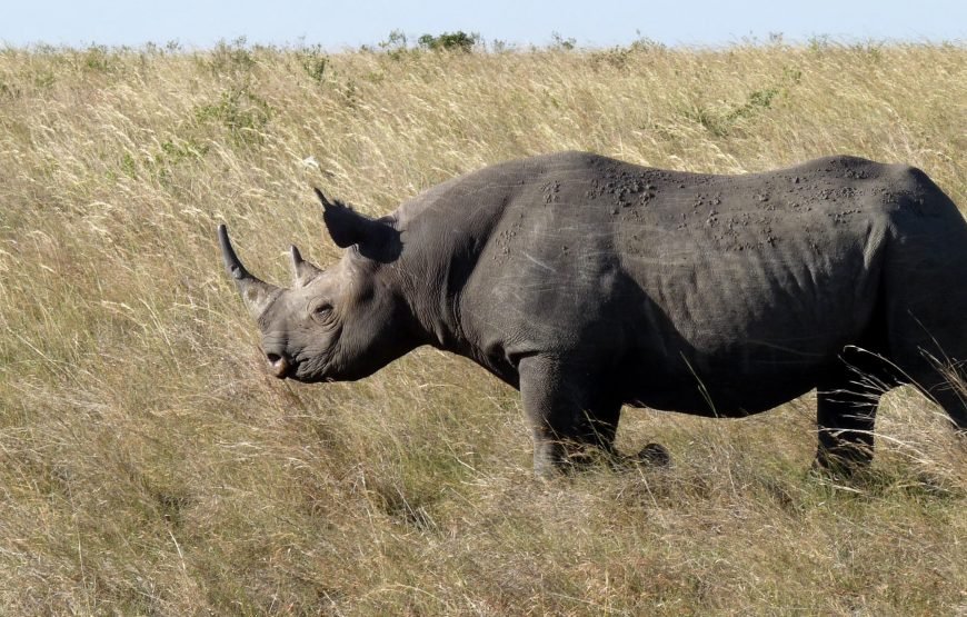 3 Days / 2 Nights Maasai Mara Safari
