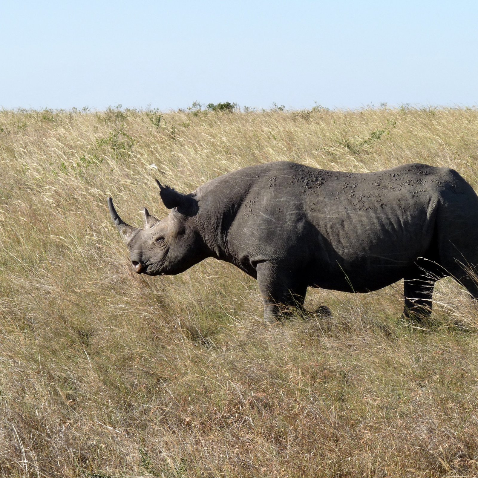 Day 4: Sweetwaters Game Sanctuary - Chimpanzees and Rhinos