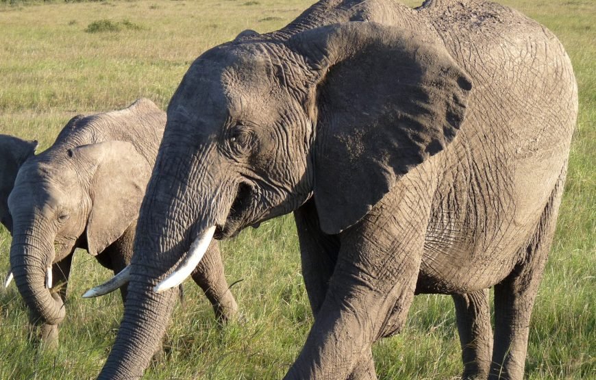 4 Days / 3 Nights Lake Nakuru & Maasai Mara Safari from Nairobi