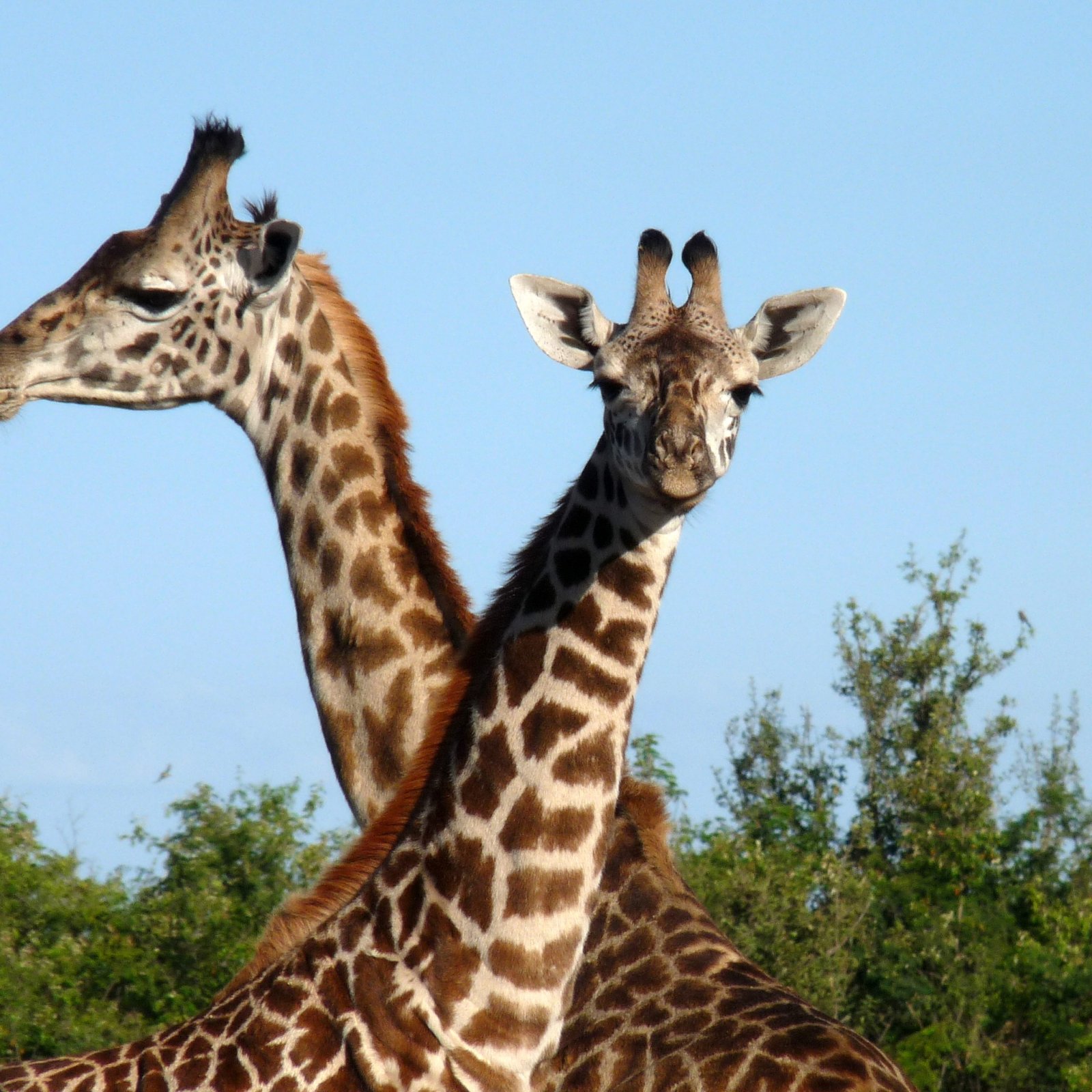 Day 5: Nakuru National Park