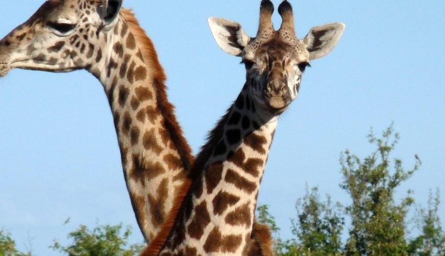 African Safari Photography Safari