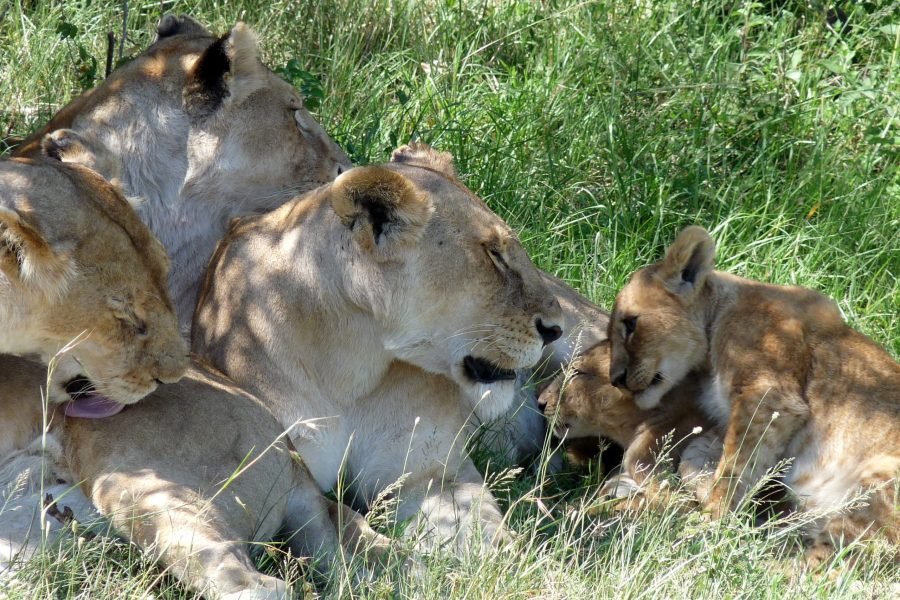 3 Days / 2 Nights Maasai Mara Safari