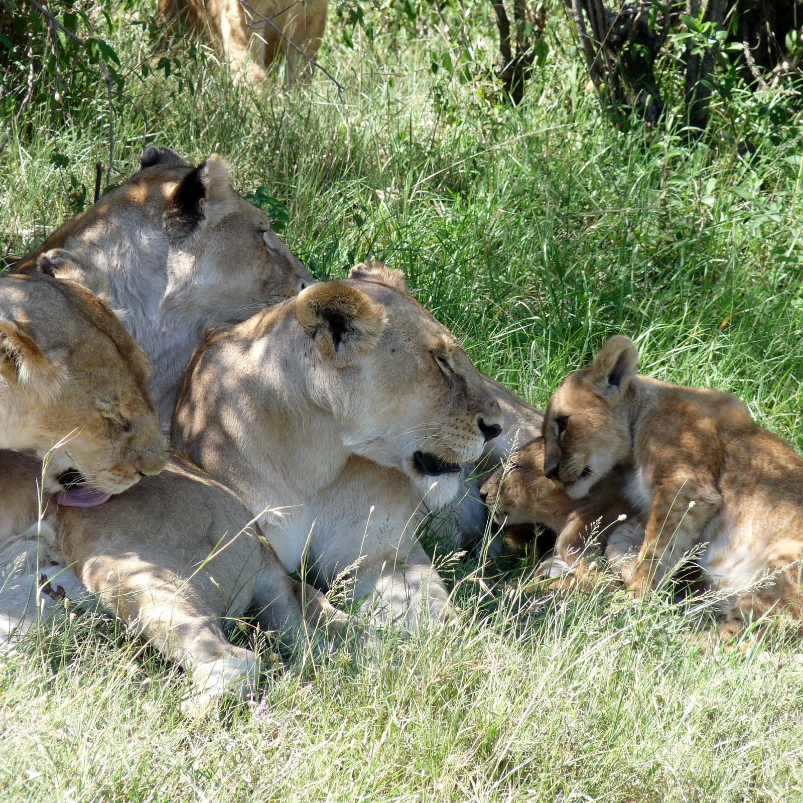 Best Time to visit Maasai Mara