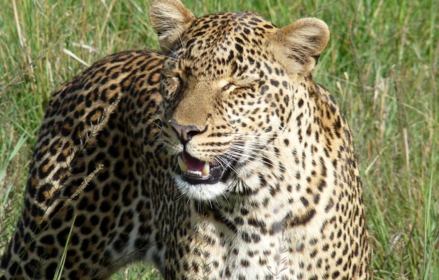 3 Days / 2 Nights Maasai Mara Safari
