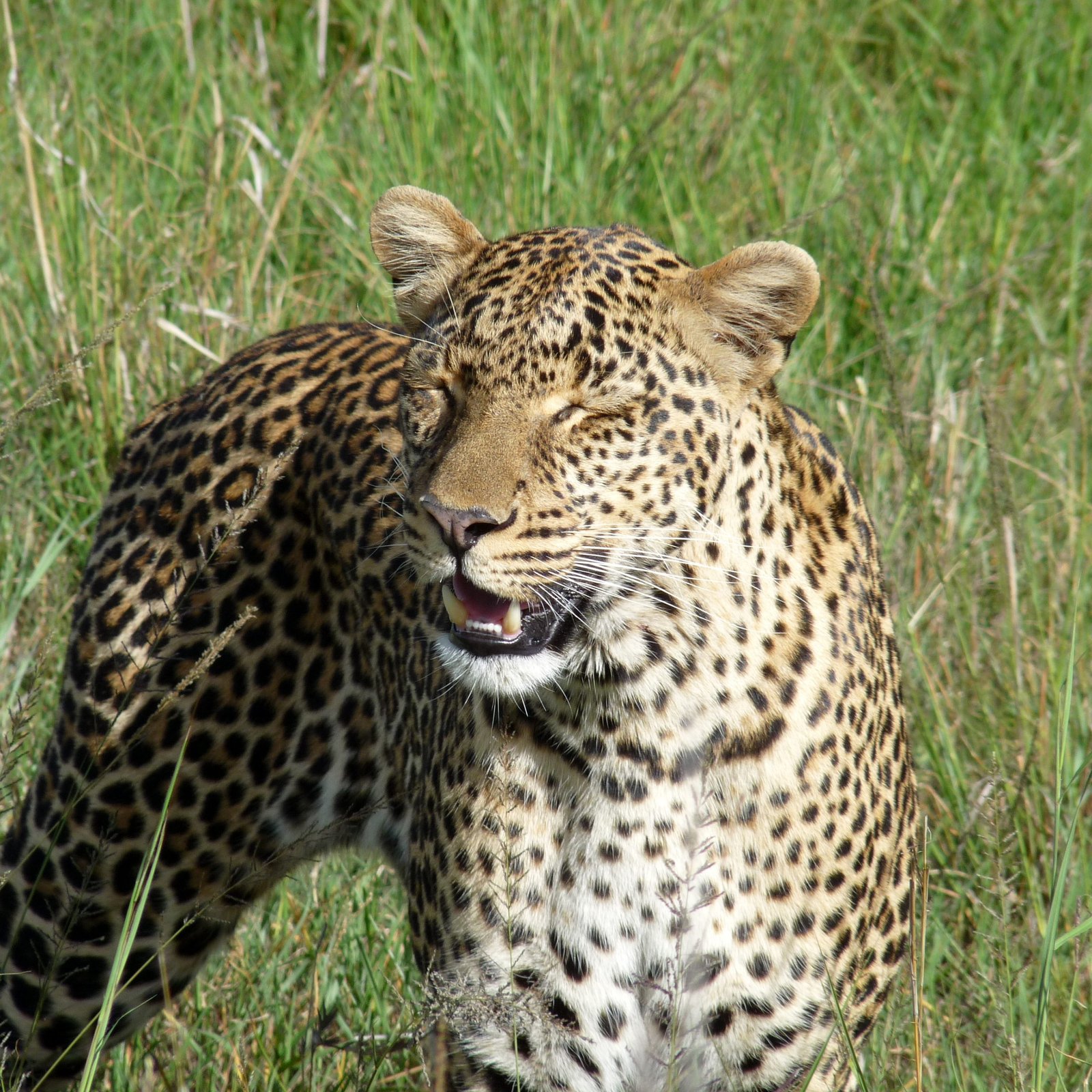 Day 4: Final Maasai Mara Experience and Return to Nairobi