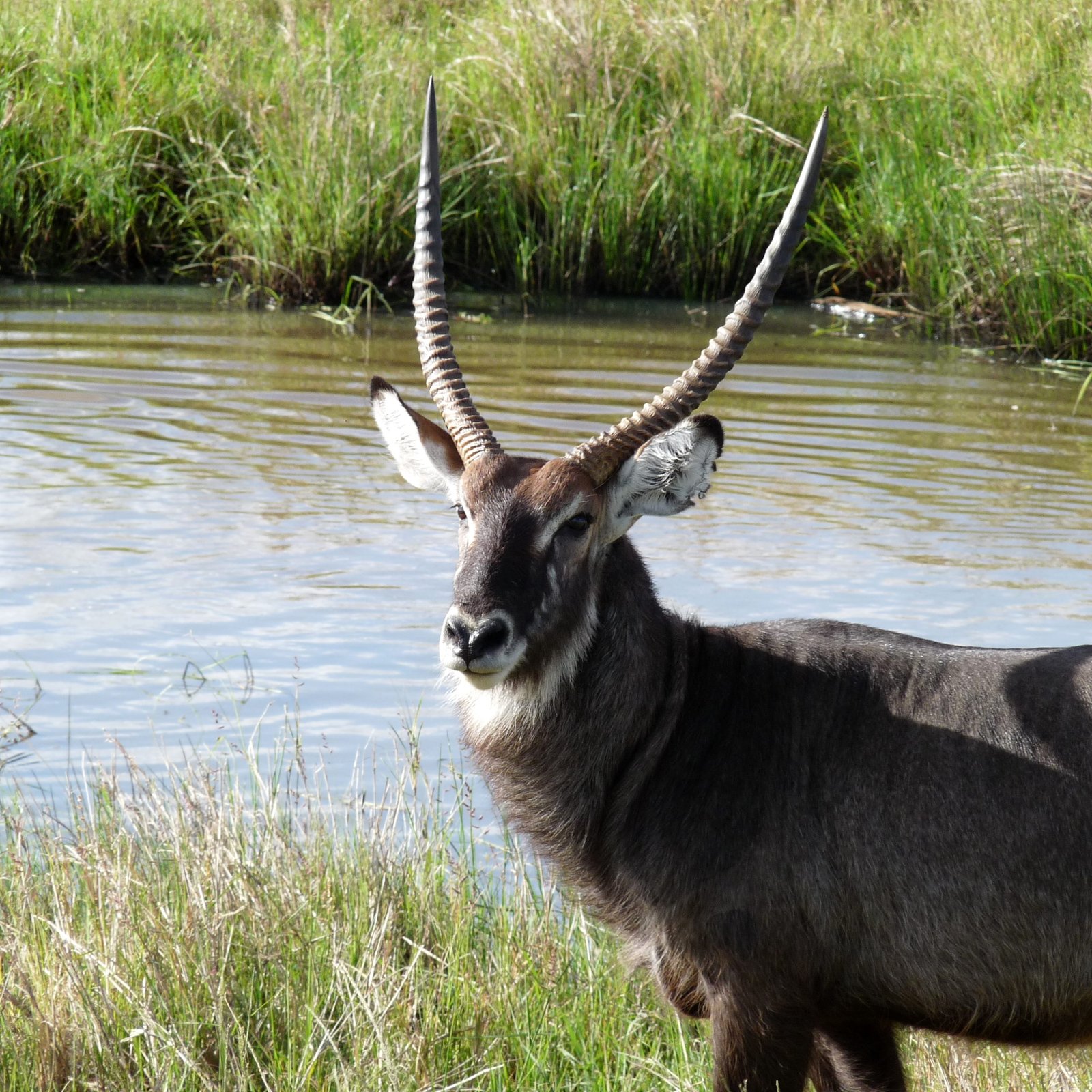 Day 2: Full Day in Meru National Park