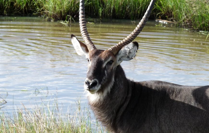 9 DAYS / 8 NIGHTS VETERINARY SUPPORT MISSIONARY SAFARIS