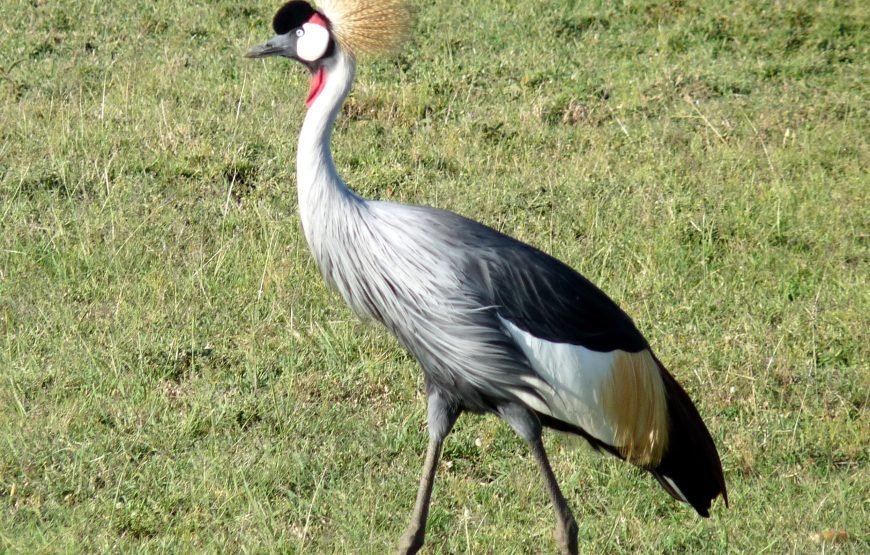 3 Days / 2 Nights Maasai Mara Safari