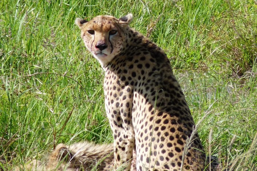 12 Days/ 11 Nights Kenya Wildlife Photography Safari