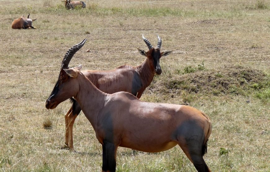 9 DAYS / 8 NIGHTS VETERINARY SUPPORT MISSIONARY SAFARIS