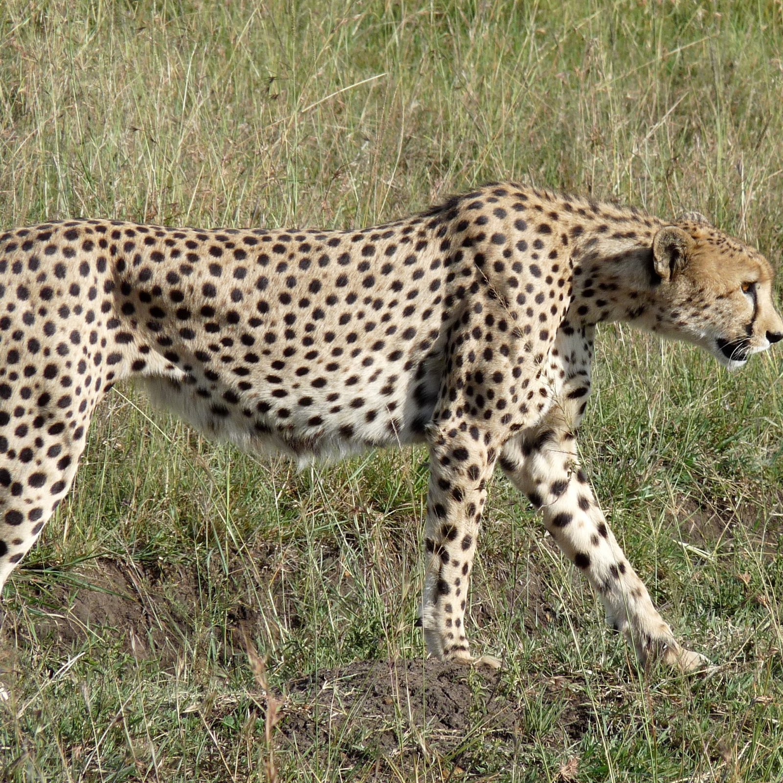 Day 3: Full Day in Amboseli National Park