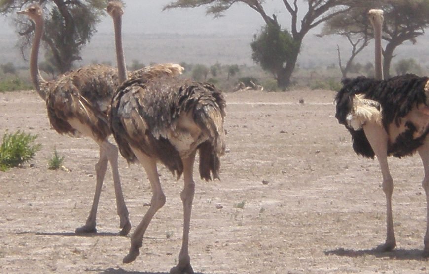 8 Days / 7 Nights Kenyan Orphans Support Missionary / Charity Safari