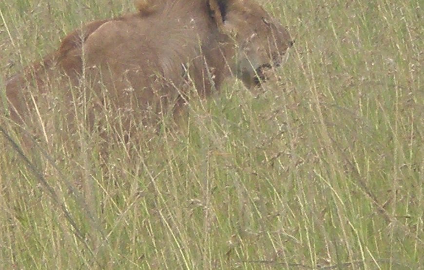 10 Days Kenya Highlights Wildlife Safari