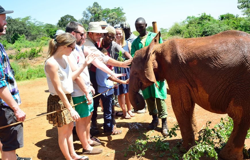 The David Sheldrick Elephant Orphanage Tour